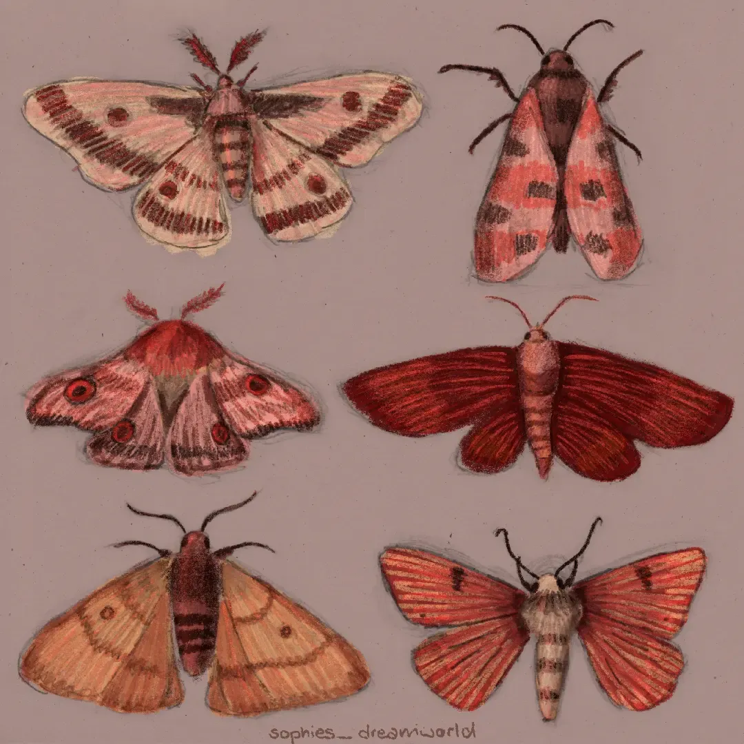 Illustration 05